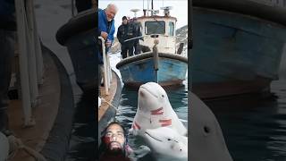 Rescue Team 🐬whale dolphin animals funny shark dolphins ytshorts fishing dolphinlove [upl. by Attenov]