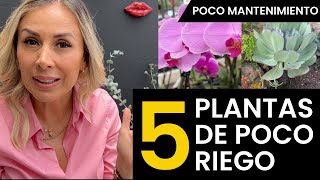 5 plantas de poco riego y de poco mantenimiento [upl. by Lienad252]