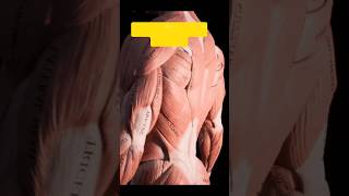 Latissimus Dorsi Muscle youtubeshorts youtube [upl. by Ahseikan]