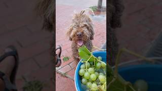 Perrito come 🍇 Uvas del universo que recogimos por la mañananature dogs spanishwaterdog perros [upl. by Annekam]