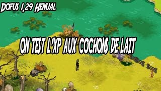 Dofus 129 Henual  On test lxp aux cochons de lait 3 [upl. by Ettenoj571]