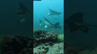 Best diving and snorkeling is on Galapagos Islands shark galapagos sealife scubadiving ocean [upl. by Jeffrey]