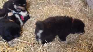 Våra Tibetansk mastiff valpar leker i stallet [upl. by Munro]