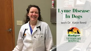 Lyme Disease In Dogs [upl. by Horter]