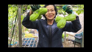 Harvesting Chayote Squash on Oct 8 2024 Peterborough ON Canada Zone 5B [upl. by Wainwright]