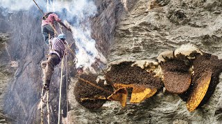 Wild Honey Harvesting on the deap cliff Satisfying [upl. by Druci]