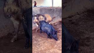 Daily pig farm activities piggy animals pig farming [upl. by Rakabuba]