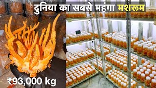 How to Earn 20 lakhs from Cordyceps mushroom farming at home  profitable mushroom farming [upl. by Ylhsa130]