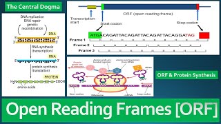 Open Reading Frame ORF  Definition Role in Protein Synthesis and difference between ORF and CDS [upl. by Suirtimid909]