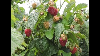 JOAN J THORNLESS EVERBEARING RED RASPBERRY JULY 23 UPDATE [upl. by Yendic]