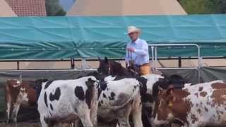 Eurocheval 2014 Western Show quot Cuttingquot [upl. by Adnowal]