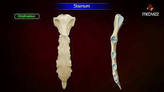 Sternum ‎Anatomy  Osteology  Animation  Parts  Location  Attachments and Clinical correlation [upl. by Ritter]