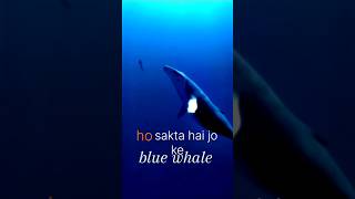 Blue wale ka heart ❤️😰🐋 facts tigons animalfacts wildanimalfacts animalknowledge bluewhales [upl. by Neehs]