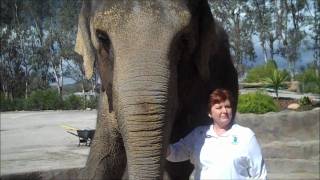 Meeting Tai the Elephant  Star of Water for Elephants [upl. by Kayle256]