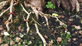 Ligustrum bonsai [upl. by Eskil]