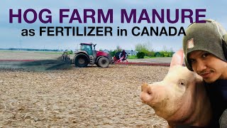 Spreading pig farm manure as fertilizer buhayofw canada farmworker [upl. by Fredia333]