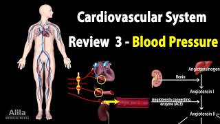 CARDIOVASCULAR REVIEW 3 CONTROL of BLOOD PRESSURE ALL MECHANISMS Animation [upl. by Imoyik776]