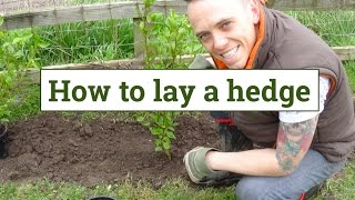 How to plant a garden hedge [upl. by Hallagan]