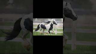 Horse Sound Effects horse horsesounds horses horseriding horselover shorts [upl. by Akehsal]