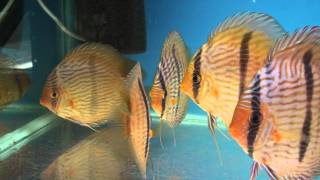 Symphysodon discus quotAbacaxis Blue Face Heckelquot [upl. by Naihr]