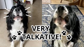 VERY Talkative Springer Spaniel Howling Compilation Pt2 [upl. by Gherardo]