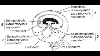 Parts of the extraembryonic mesoderm  Splanchnopleuric Somatopleuric Parietal Visceral [upl. by Galateah]