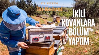 İkiye Böldüğümüz Kovanlara Arı Bölme İşlemi  Arıcılık [upl. by Ebeneser927]