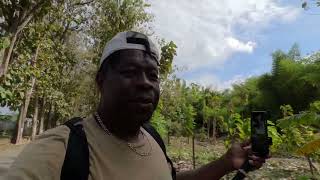 Roxborough Estate Walk Adventure Tobago [upl. by Nocaed31]