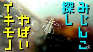 かえる池で採取した水にミジンコの他にヤバイ生物が！「メダカさんのビオトープ」Crepes Biotope [upl. by Reffotsirhc]