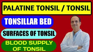 Palatine tonsil  Anatomy  Features  Tonsillar Bed  Blood supply [upl. by Schoenfelder]