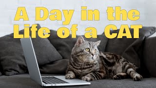 Day in the Life of a cat [upl. by Agee596]