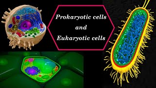 Prokaryotic cells and Eukaryotic cells [upl. by Shipley]