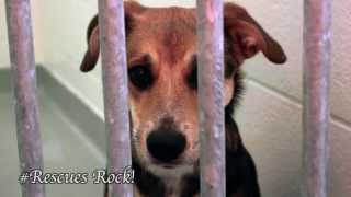 Toronto Humane Society Video  gorgeous adoptable dogs [upl. by Patrice359]