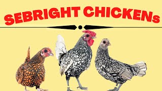 Sebright Bantam Chickens Golden and Silver laced British Sebright chickens [upl. by Sanoy]