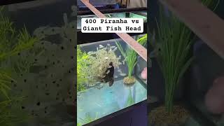 400 piranha Vs Fish Head 😳 [upl. by Acinok]