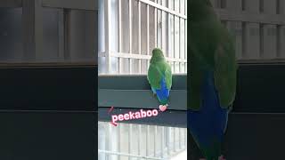 Practice the name and peekaboo of the Kimbo parrot the lovebird the lovebird talking [upl. by Eusoj]