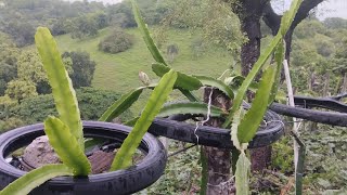 SORPRENDENTE 😲 PROYECTO DE PITAHAYA EN ESPALDERA  PITAHAYA ROJA  LA FRUTA DEL DRAGÓN [upl. by Notsa]