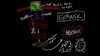 Activating Apoptosis Extrinsic Pathway Made Ridiculously Simple [upl. by Ykcaj64]