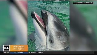 Miami Seaquarium Lolitas companion dolphin has a new home [upl. by Nylle]