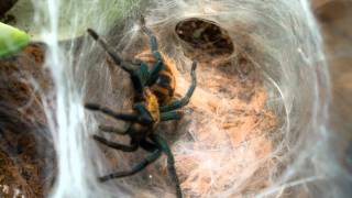 Greenbottle Blue Tarantula Moltwmv [upl. by Ilenna]