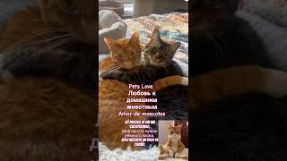 Pets Love vibes animaisengracados petsfofinhos shorts viralsong viralvideo lovepets [upl. by Ayeki]