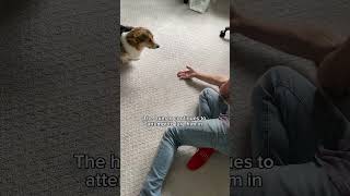 Corgi Gets Tape Stuck to His Bum [upl. by Leschen]