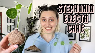 How to Care for Your STEPHANIA ERECTA 🥔 🌱 planting amp growing tips [upl. by Audie]