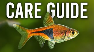 How to Care for Harlequin Rasboras and Lambchop Rasboras [upl. by Siladnerb]