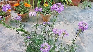 Perennial Verbena Caring amp Propagation Tips  UrduHindi [upl. by Holden]