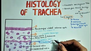 HISTOLOGY OF TRACHEA  Layers  Hyaline Caritilage [upl. by Nytsuj]