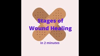 Stages of Wound Healing in 2 mins [upl. by Yuhas370]