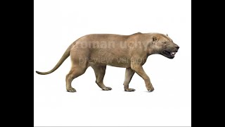 Cenozoic profile Megistotherium [upl. by Arie]