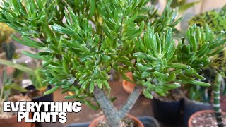 HOW TO CARE FOR GOLLUM JADE  Propagation And Full Care Guide [upl. by Aivatnwahs379]