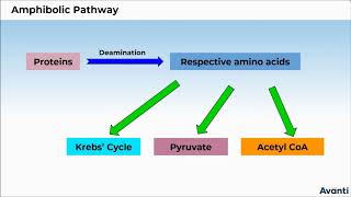 11B145 CV 2 Amphibolic Pathway [upl. by Lledra]